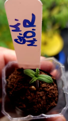 Tester Strain #1  — seedling_rooting, day 2