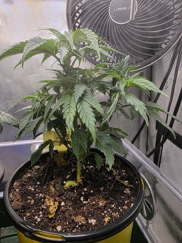 Granny Candy and PLCG — vegetative, day 40