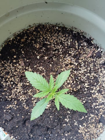 epsilon f1 — vegetative, day 1