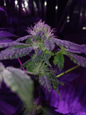 triangle kush  — flower, day 77