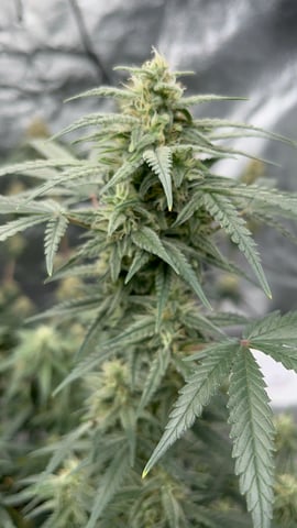 420 Fast Buds Mixed Pack — flower, day 63