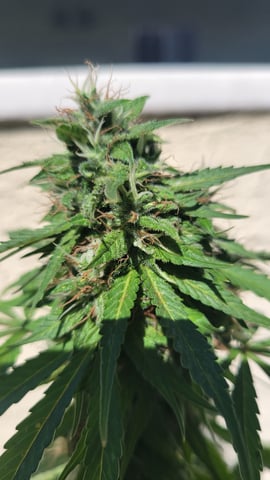 purple Kush, and Extra Large Kush — flower, day 63