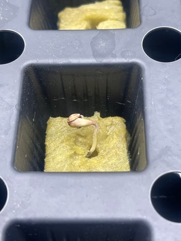 1st Ever Grow (Fat Bastard)(RDWC)  — germination, day 2