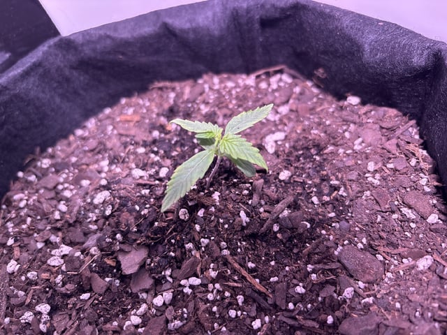 My First Grow — vegetative, day 14