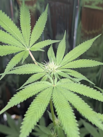 B E A utiful  — flower, day 75