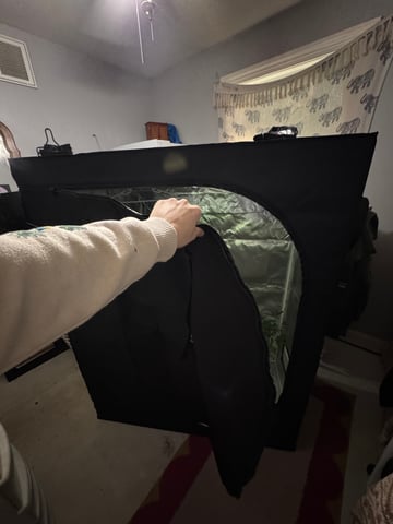 OG Kush — flower, day 113