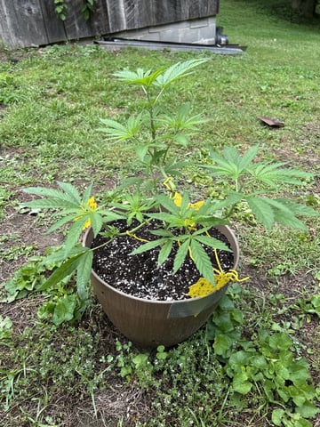 2026 Outdoor — vegetative, day 51