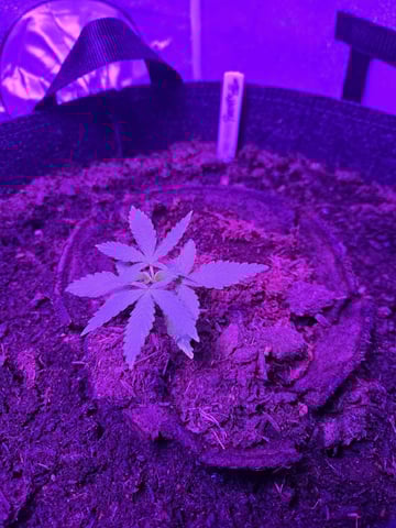 1st Ever Grow — vegetative, day 29