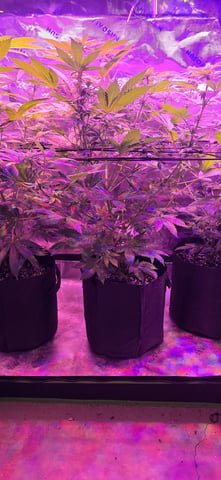 basement grow — flower, day 70