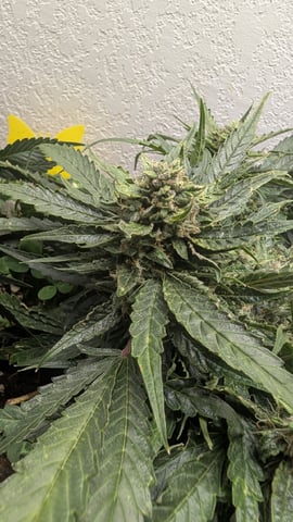 Summer Grow  — flower, day 65