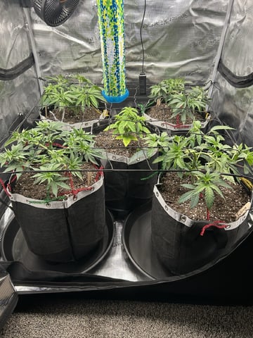 First Grow.. How am I doing? — vegetative, day 43