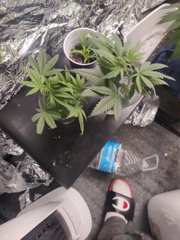 train wreck — vegetative, day 24