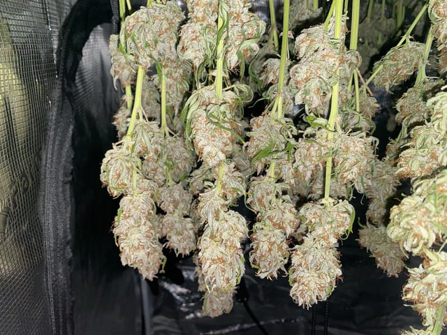 Auto Run #1 2025-2026 — harvest, day 103