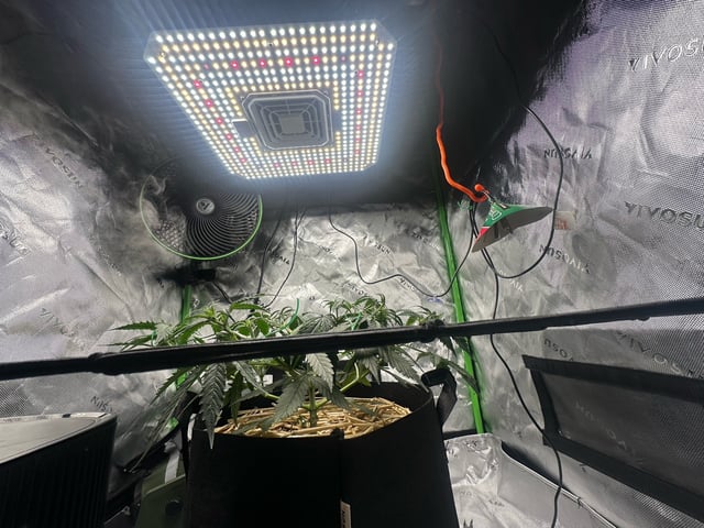 Pine (Auto) 2025 - 0 — flower, day 40