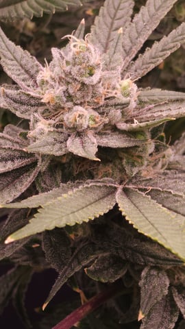 3rd run, 8 plant mom hunt - indoor top fed DTW with rockwool — flower, day 155