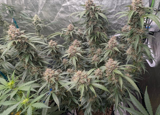 Mixed Grow — flower, day 74
