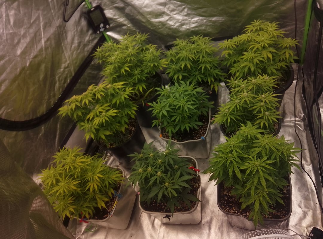 New run using General Hydroponics 