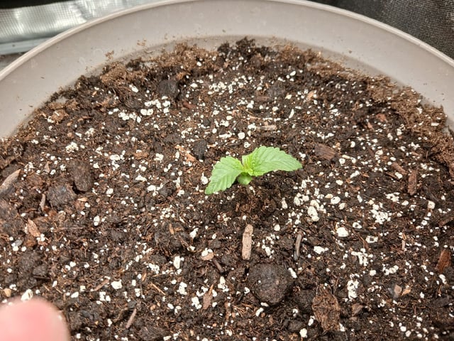 9lbhammer feminized  — seedling_rooting, day 6
