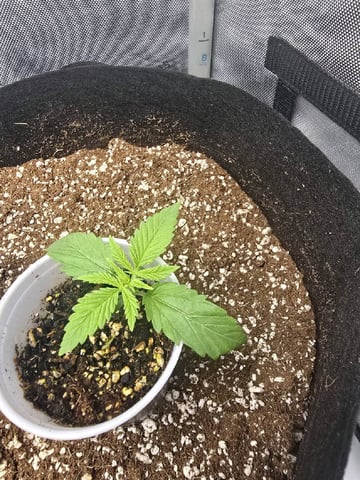 Coco Grow — seedling_rooting, day 15