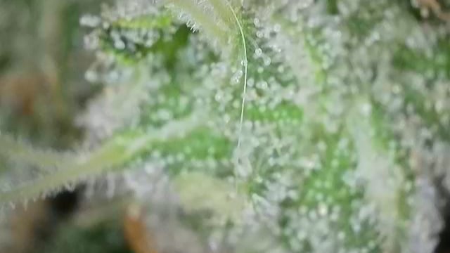 Fruity Pebbles — flower, day 97