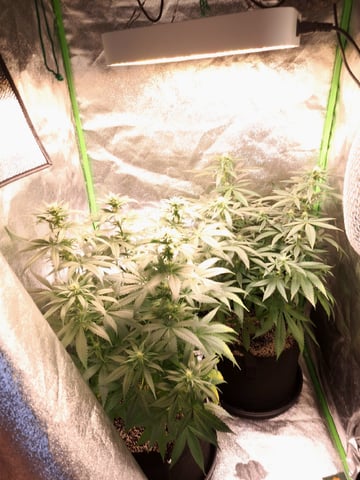Pineapple Chunk/Runtz — flower, day 92
