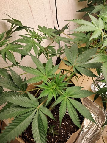 Gugugaga — flower, day 38