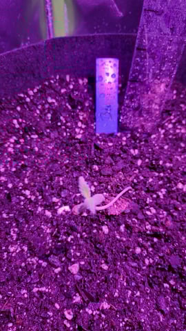 First attempt at planting some seeds — seedling_rooting, day 11