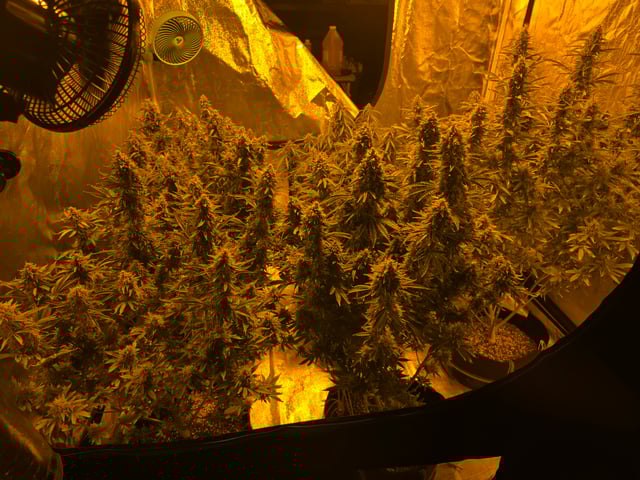 2nd Autoflower Indoor Grow — flower, day 90