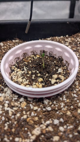 Lemon Cherry Gelato Auto — germination, day 4