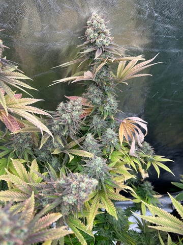 GG4 — grow_setup, day 1