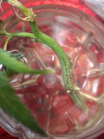 Sub Zero#12 Photoperiod Grow — vegetative, day 131