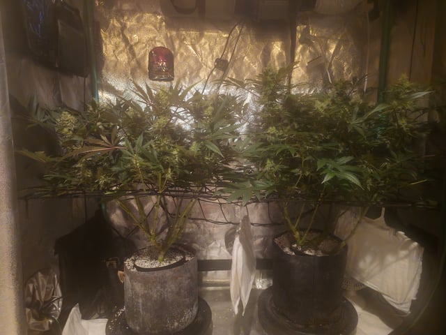 first grow — flower, day 99