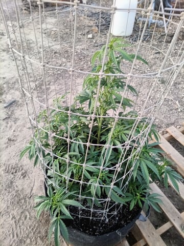 first 4 — flower, day 21