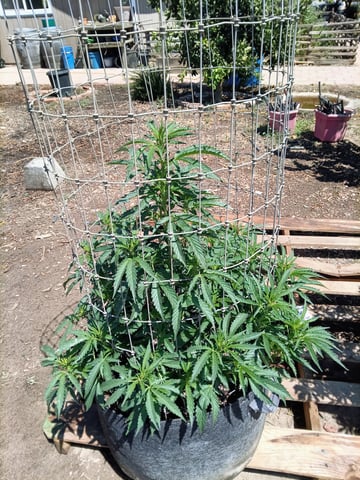 first 4 — flower, day 22