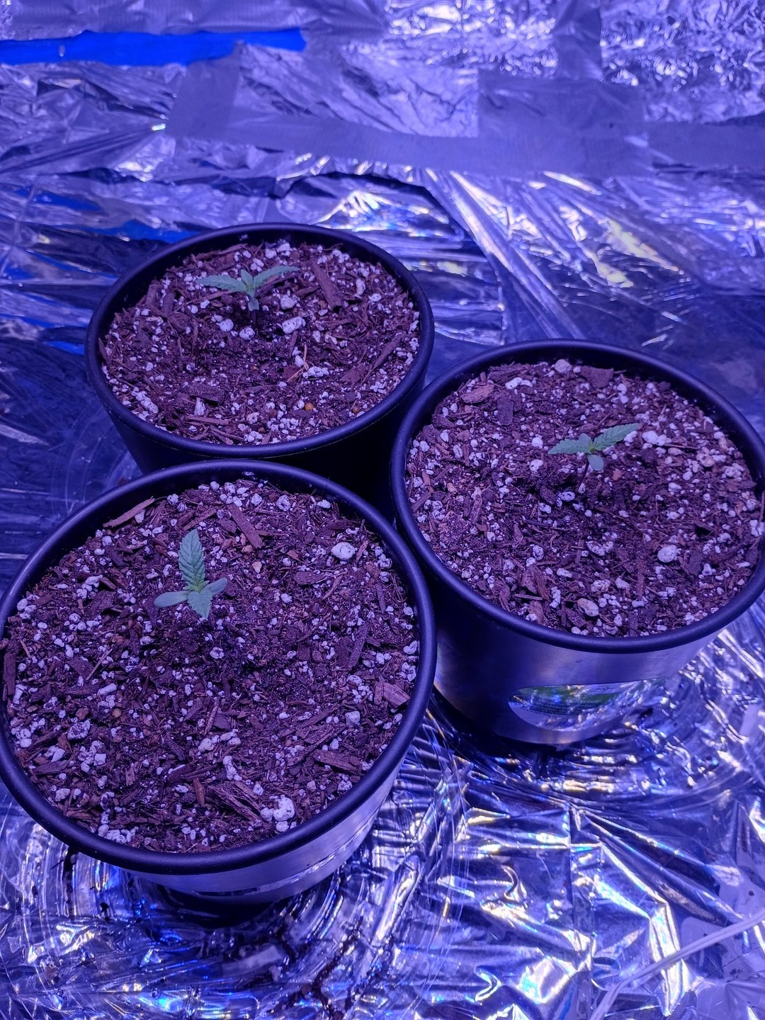 Farm Boy and Northern Lights 4×4 tent