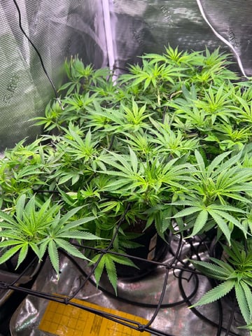 Blue Dream Feminized  — flower, day 104