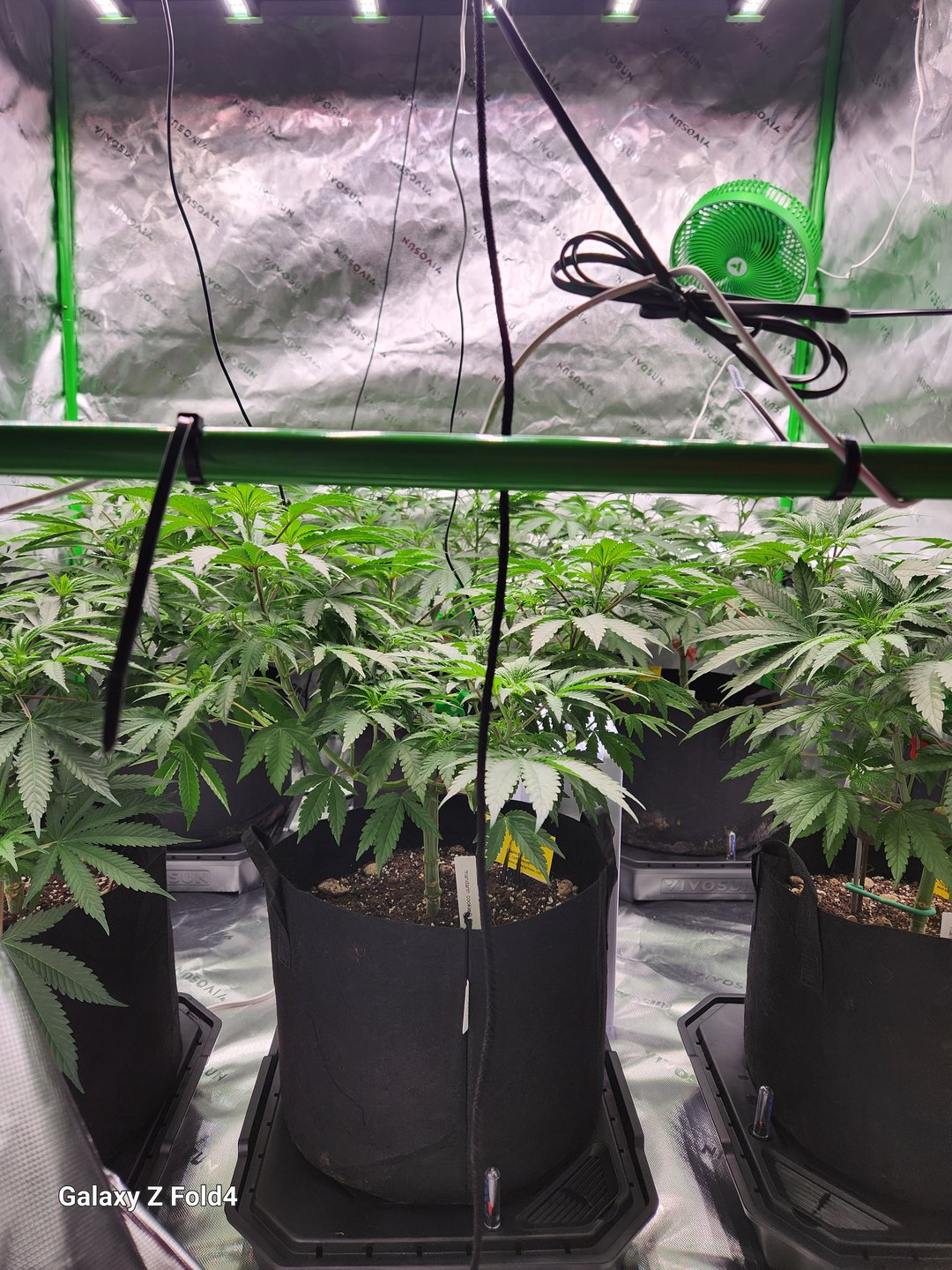 Mandarin Cookies V2 & Grape Diamonds