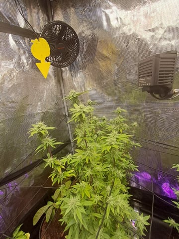 Swiss 1 — flower, day 230