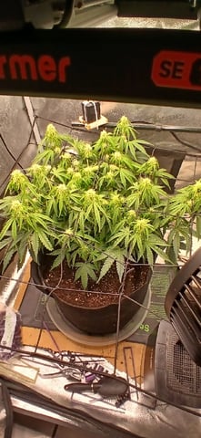 Diesel Auto Round 2 — flower, day 46