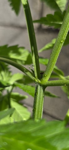 Mystery Weed Plant — vegetative, day 57