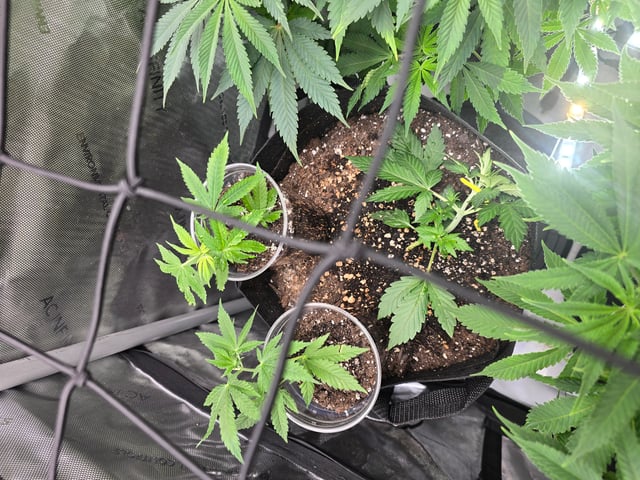 Purple Haze  — flower, day 50