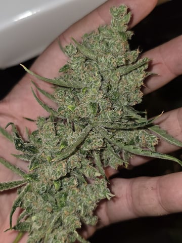 Autos AGAIN — flower, day 92