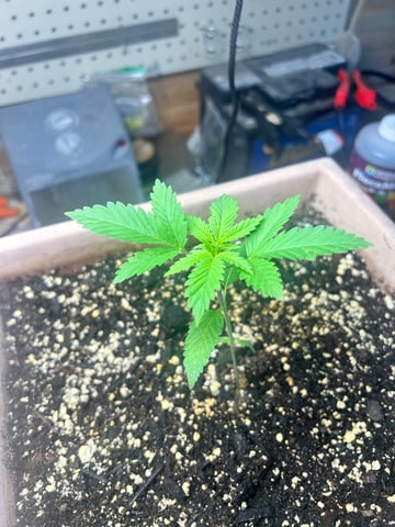 White Widow Twins — vegetative, day 22