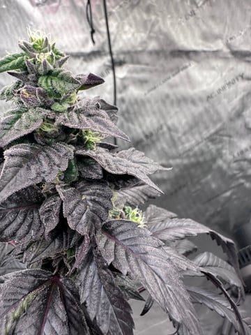 GrowRoom — done, day 32