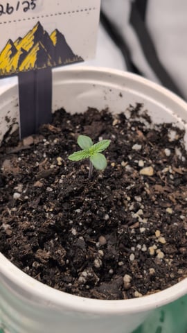 memphisto 3 bears OG, ethos high note r1 — germination, day 7