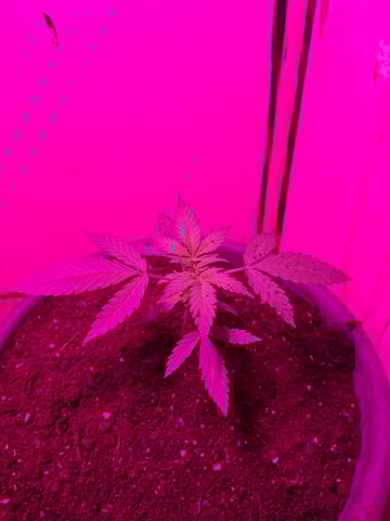 Banana  — vegetative, day 27