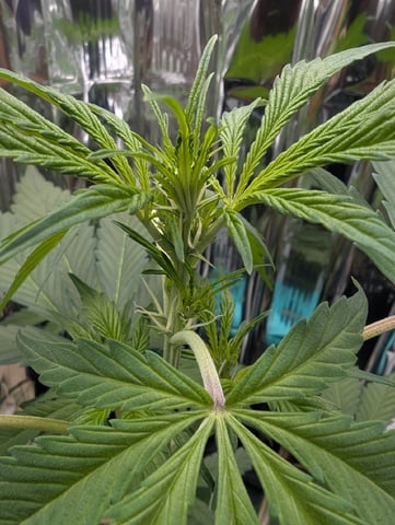 Zkittlez (Auto) — flower, day 56