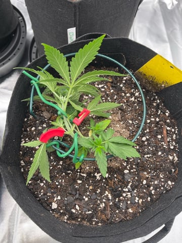 best budz — vegetative, day 2