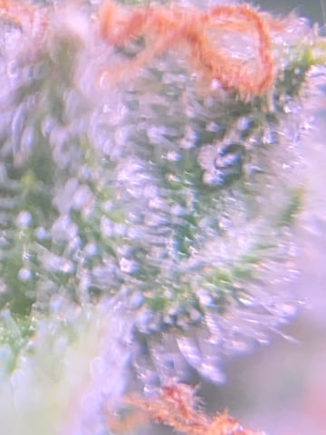 pineapple Express  — flower, day 41