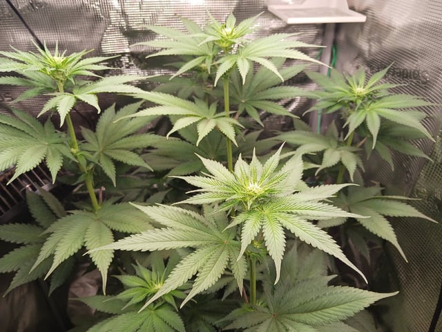 Gorilla Sherbert Feminized From Blimburn Seeds  — flower, day 47